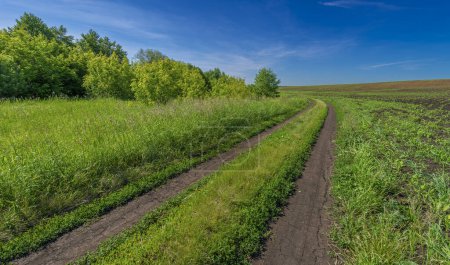 Téléchargez les photos : Été journées d'été sensuelles, route rurale de campagne, à travers les champs plantés sur les champs de luzerne, maïs - en image libre de droit