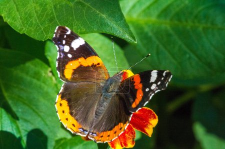 Vanessa atalanta, the red admiral or previously, the red admirable, is a well-characterized, medium sized butterfly with black wings, orange bands and white spots. It has a wingspan of about 2 inches