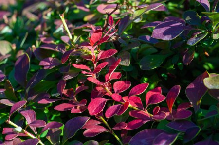 Decorative barberry. Adds beauty to any garden or landscape Drought tolerant and low maintenance plant Comes in a variety of colors and sizes