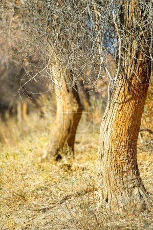Genießen Sie die Schönheit der Herbstlandschaften. Erkunden Sie das einzigartige Ökosystem der Steppe und Prärie. Entdecken Sie den majestätischen Turanga-Baum.
