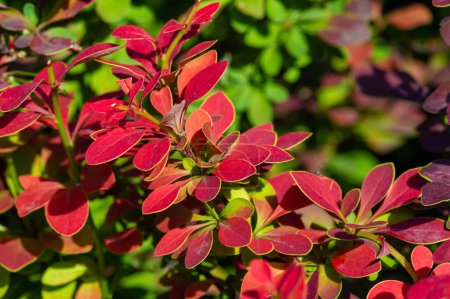 Decorative barberry. Adds beauty to any garden or landscape Drought tolerant and low maintenance plant Comes in a variety of colors and sizes