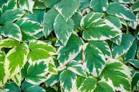 A variegated variety of Aegopodium podagraria, commonly known as Bishop's Weed or Goutweed. Has green and white leaves. Gives gardens a decorative appeal.