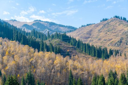 Experience the breathtaking beauty of the Tien Shan fir trees in autumn. Witness a stunning display of green flowers in this enchanting mountain forest. Immerse yourself in a kaleidoscope of nature