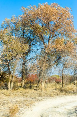 Entdecken Sie die Schönheit herbstlicher Landschaften mit leuchtenden Farben. Entdecken Sie den einzigartigen Turanga-Baum. ein Symbol der Beharrlichkeit und Stärke unter harten Bedingungen.