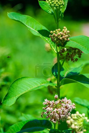 Asclepias syriaca, common spurge, butterfly flower, silkworm, Pure calm in one frame! Look at this elegant white flower adorning its green companion plant. Calm Bloom