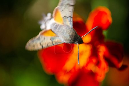 Vorgestelltes Bild: Eine auffällige Falkenminiermotte thront auf einer bunten Blume. NatureIn Focus zeigt die Schönheit der Natur durch atemberaubende Fotografien. Subtile Details und lebendige Farben