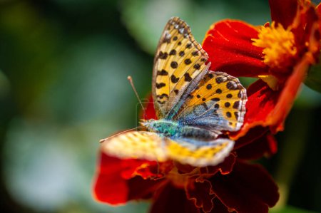 Staunen über den zarten Tanz eines Schmetterlings auf einer Blütenblatt-Bühne Nature Ninja