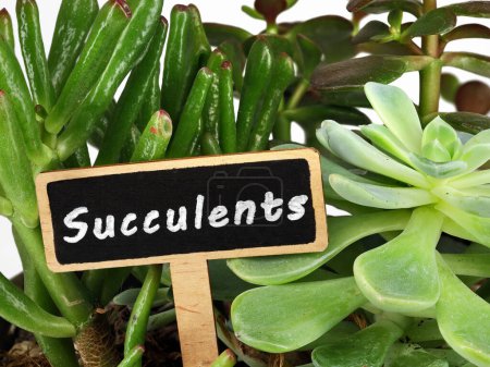 Photo for Wooden plant sign with the word Succulents between potted succulent plants, Echeveria and gollum jade. - Royalty Free Image