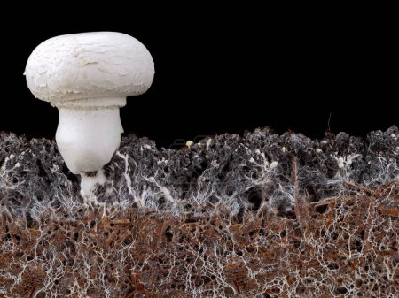 Photo for White mushroom, agaricus bisporus or champignon, with mycelium in soil, side view of soil interspersed with mycelium on black background. - Royalty Free Image