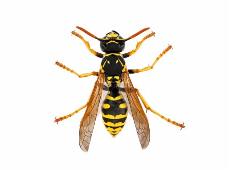Draufsicht einer europäischen Wespe, Vespinae isoliert auf weißem Hintergrund, Studio-Makroaufnahme einer Wespe.