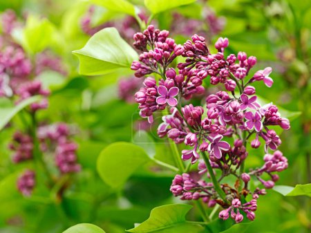 Photo for Close up of purple lilac, Syringa vulgaris, flowers and buds beginning to bloom in spring. - Royalty Free Image