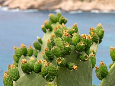 Photo for Unripe prickly pears of Opuntia ficus indica or Barbary fig on sea coast. - Royalty Free Image