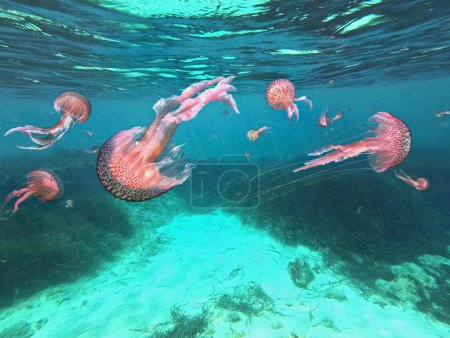 Gefährliche Quallen Pelagia Noctiluca breiten sich unter der Wasseroberfläche im Mittelmeer aus und werden zur Plage.