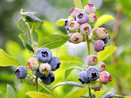 Photo for Close up of unripe and ripe blueberry fruits on a branch, fresh healthy blueberries of varying ripeness in the sunlight. - Royalty Free Image
