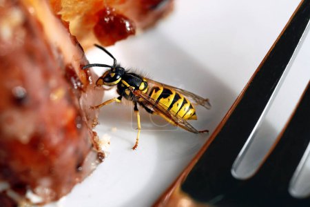 Close-up of a wasp, Vespula germanica, nibbling on a nut cake with icing on a plate, intrusive wasps are a pest on the terrace or balcony in summer.