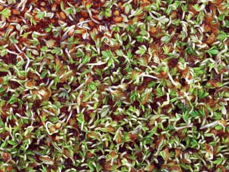 germinating cress seeds, lepidium sativum, sprouts of young cress seedling, top view of microgreens.
