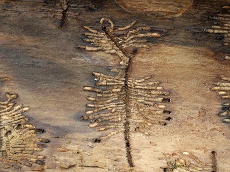 Téléchargez les photos : Résidus d'une larve d'un scolyte européen, Ips typographus, dans une écorce d'arbre. - en image libre de droit