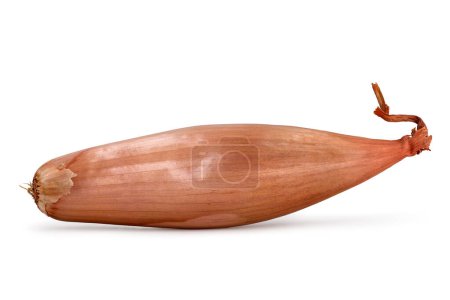 Whole unpeeled banana shallot isolated on white background, side view of a long onion variety.
