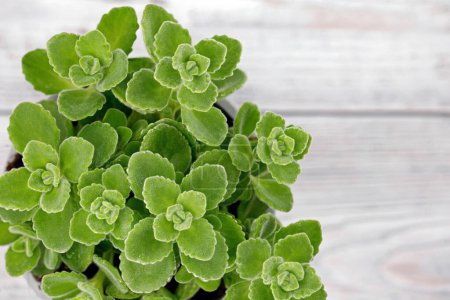 Top view of Cuban oregano, Jamaica thyme or Plectranthus amboinicus on white wooden table, a medicinal succulent from the tropics with intense flavor for exotic cuisine.