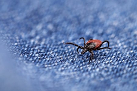 Nahaufnahme einer kriechenden Hirschzecke auf blauer Jeans, gefährlicher Parasit auf Kleidung nach einem Spaziergang in der Natur im Frühling.