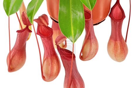 Gros plan des pichets rougeâtres d'un pichet tropical ou d'une coupe de singe, Nepenthes alata, plante carnivore isolée sur fond blanc.