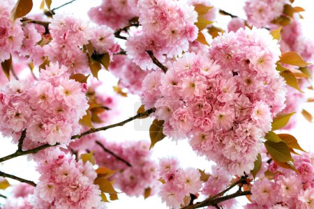 Photo for Japanese clove cherry tree flowers background, prunus serrulata isolated on white background, pink cherry blossom tree in spring. - Royalty Free Image