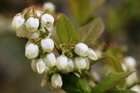 Close-up of white blueberry flowers in spring.