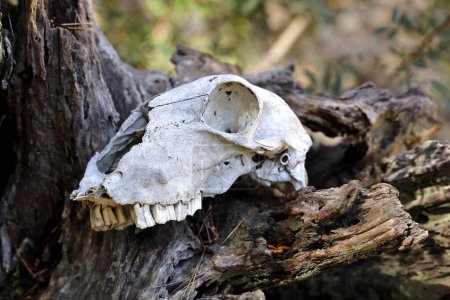 Der Schädel eines Tieres, das im Wald auf einer Baumwurzel liegt, Nahaufnahme, Vorstellung von Leben und Tod.