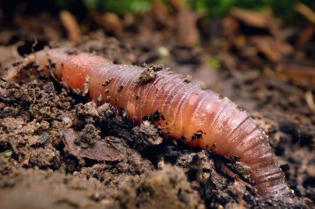 Close-up of an earthworm in the soil after rain, the worm loosens the soil in the vegetable patch.