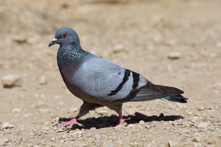 rock pigeon, Columba livia, walking on sandy ground on a hot sunny day, portrait of a rock dove, coastal bird.