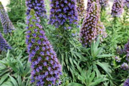 Close up of a large blue flower head in full bloom of Echium candicans, the Pride of Madeira.