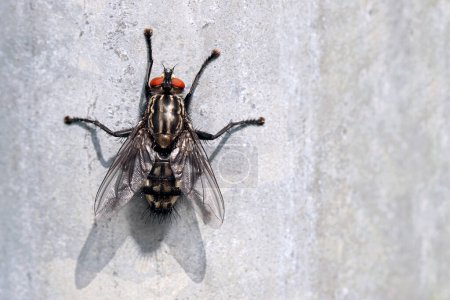 Flesh fly, sarcophaga carnaria, isolated on grey background, top view of a grey flesh fly with copy space.