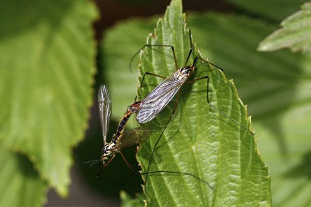 Kranichfliegen oder Mückenfalken, Tipulidae famaliy Paarung auf einem grünen Blatt, Nahaufnahme von zwei erwachsenen Insekten.