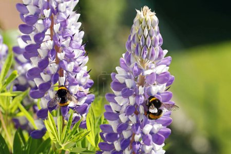 Bumblebees collecting pollen from the flowers of purple-white lupine, close up of pollinating bumblebee