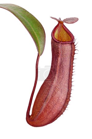 Single pitcher of a pitcher plant or monkey cups, Nepenthes isolated on white background, insect trap of a carnivorous plant.
