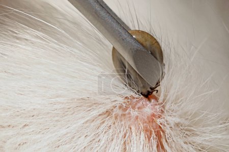 Close-up of tweezers removing a blood-soaked tick from white dog fur, angerous parasites in pets can cause infections.