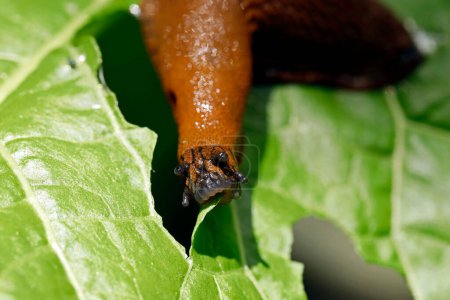 Nahaufnahme des Mundes einer Nacktschnecke, arion vulgaris auf einem Salatblatt im Garten, Schneckenbefall im Gemüsebeet.