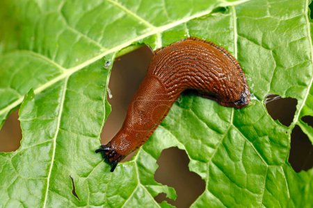 babosa, arion vulgaris comiendo una hoja de lechuga en el jardín, los caracoles dañan las hojas en el huerto, plagas en las verduras cultivadas en casa.