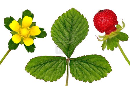 flower, leaf and fruit of a Duchesnea indica or Potentilla indica isolated on a white background, also known as mock strawberry or false strawberry.
