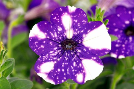 fleur d'un pétunia, ciel nocturne, gros plan d'un pétunia violet fleuri à pois blancs.