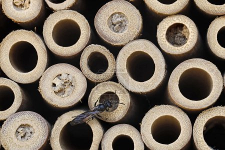 Close-up of an insect hotel with a Pemphredoninae, an aphid wasp, looking for a nest inside a bamboo tube