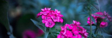 Schöner Garten rosa Blumen solf Fokus