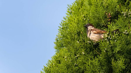A sparrow on a green tree branch