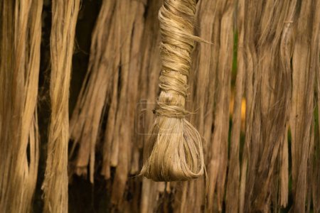 Die eingeweichte Jute wird in der Sonne getrocknet. Nahaufnahme Bild aus Jute. Jute ist eine Art Bastfaserpflanze. Jute ist die wichtigste Ernte in Bangladesch.
