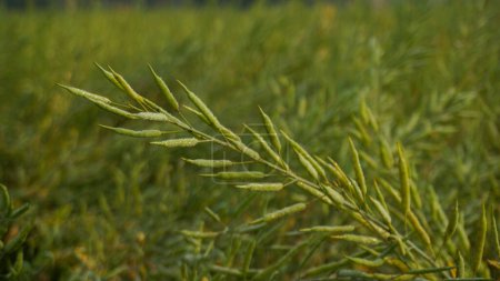 Foto de La mostaza es una planta dicotiledónea de la familia Brassica. La mostaza es una oleaginosa. Grandes campos de mostaza de Bangladesh. Foto de cerca de la mostaza verde. - Imagen libre de derechos