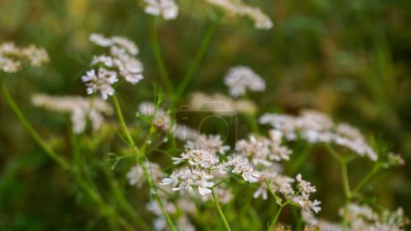Photo for Coriander flowers (Dhonia Pata). Coriander flowers are small in size, with each flower measuring only a few millimeters. Coriander flowers bloom from a delicate and feathery herbaceous plant, commonly called cilantro, Chinese parsley, Mexican parsley - Royalty Free Image