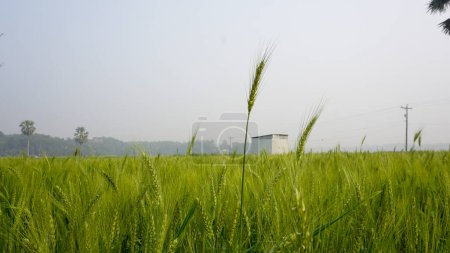 Background of green wheat field in Bangladesh. Landscape with row of green wheat grains in wheat field.