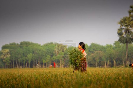 Photo for Village girls are working in the field. Vast green agricultural fields filled with golden sun. Photo taken on March 23, 2022 from Puijor village. City: Pangsha, District: Rajbari, Bangladesh. - Royalty Free Image