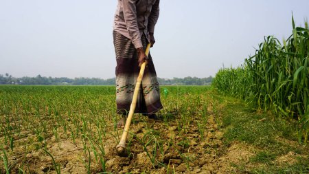 Téléchargez les photos : Le Bangladesh est une vaste terre agricole. Un fermier qui travaille sur le terrain. Paysage agricole vert du Bangladesh rural. - en image libre de droit