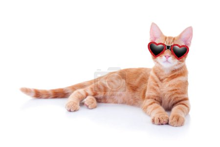 Photo for Valentine's Day love pet kitten cat dressed wearing red heart shape glasses isolated white background. Cute kitty animal happy birthday party invitation card invite wear fancy glam sunglasses shades - Royalty Free Image